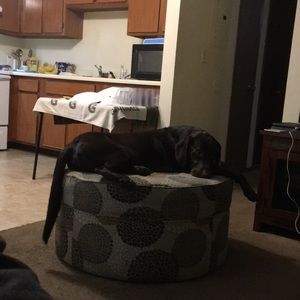 Meet your Posher, Benjamin